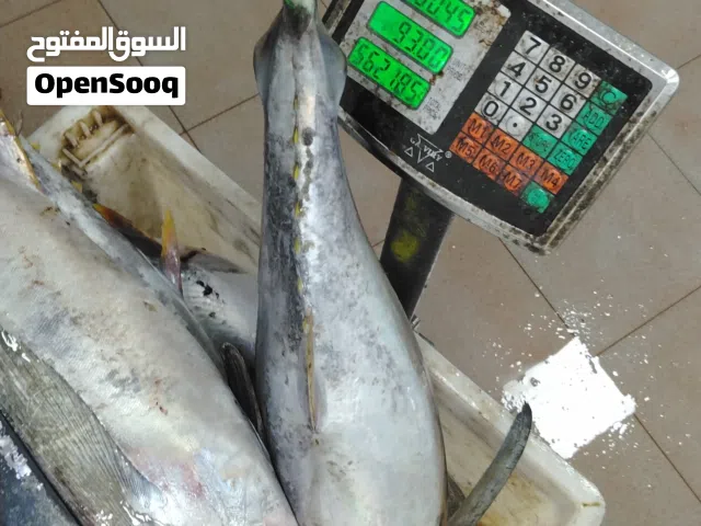 جيذر قرياتي معدود صده