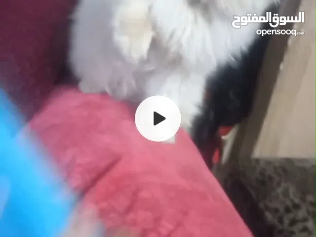 قطط بيرشو بيعمل في لبوكس