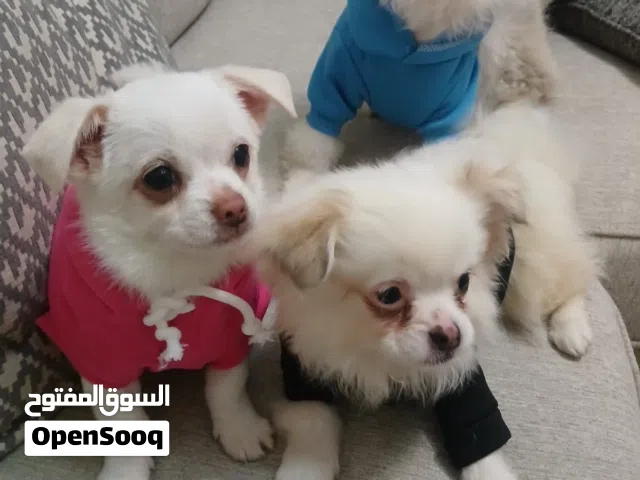 للبيع عمر 6 شهور الاب بونرينيان الام مالتيز