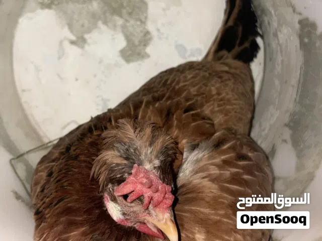 دجاج عربي قديم شرط بياض  موقع مبارك كبير