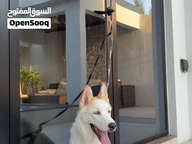 Husky pure breed