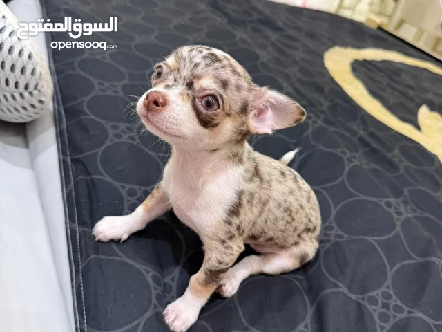 Chihuahua 2 months
