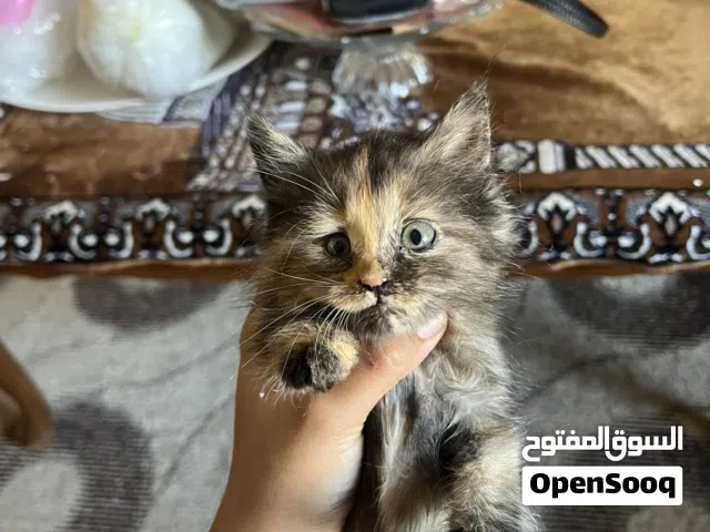 قط مكس سكوتش ستريت مع شيرازي