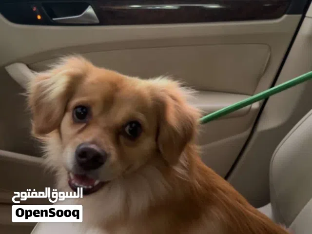 كلب عمره سنتين مطعم كل التطعيمات باقي له تطعيم واحد