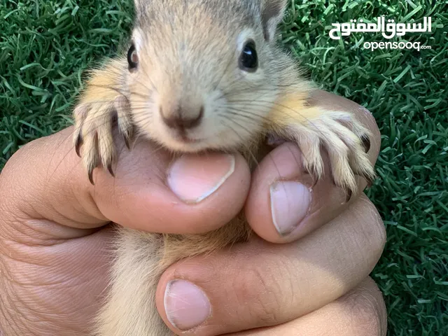 سنجاب سوري عمر شهر ( ما يعض بعده ما مالف )