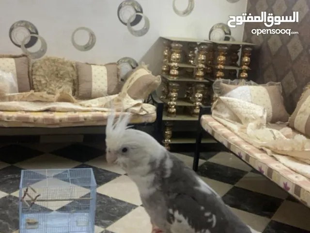 كروان على السوم