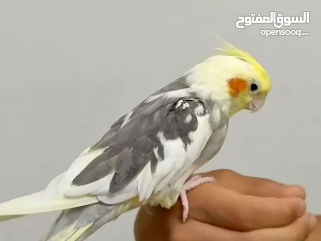 كوكتيل اليف لون رائع للبيع