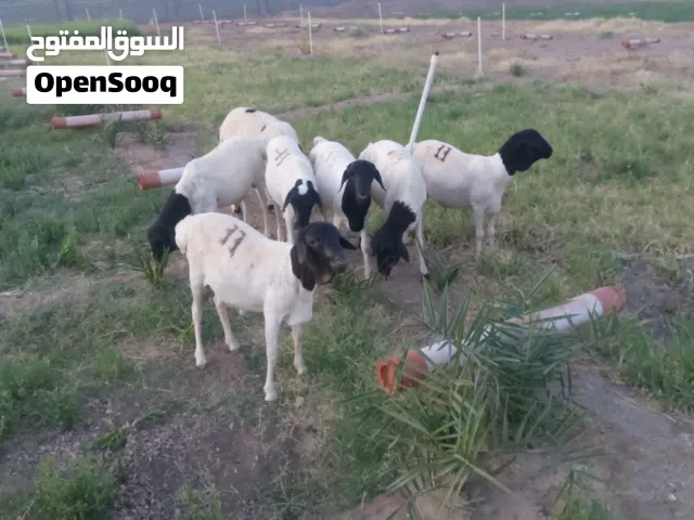اغنام للبيع