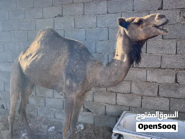 ناقه وطنيه ميزانها 180 كيلو سنها ناب