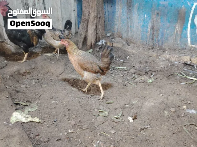 دجاج فروج للبيع مالبيت صحه خير من الله ليريد يراسلني ادزله صور