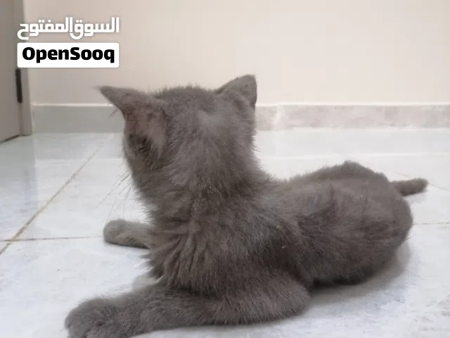 قطة اليف ونظيفه جميله