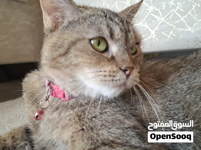 قطه منزليه للبيع