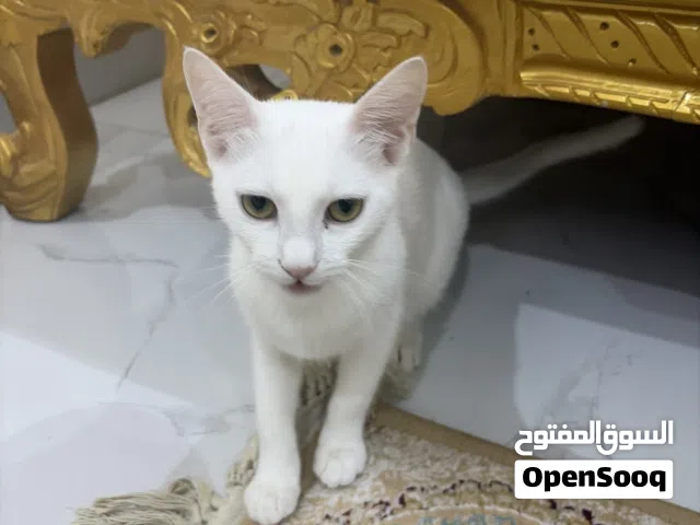 لتبني لمن يخاف الله فيها