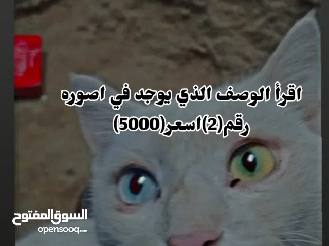 اسعر 5000قط انغورا اقرأ الوصف الذي يوجد في اصوره رقم2