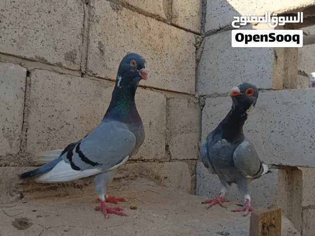 متاح حمام للبيع