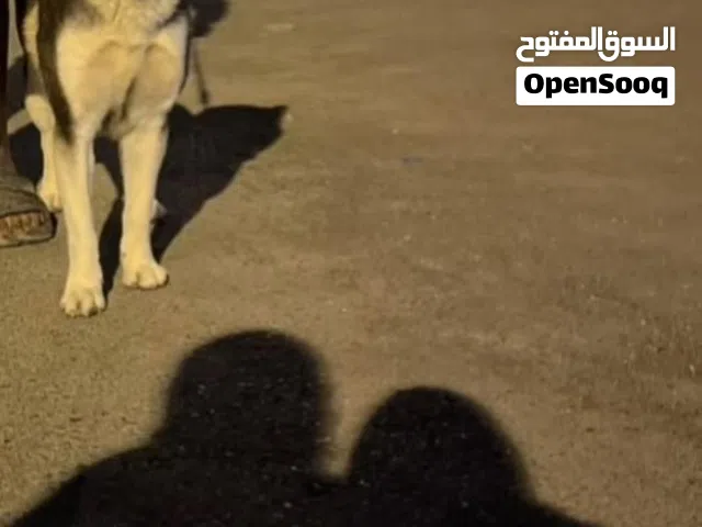 بو محمد البلوشي
