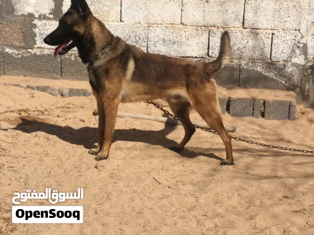 ذكر مالينوا للبيع