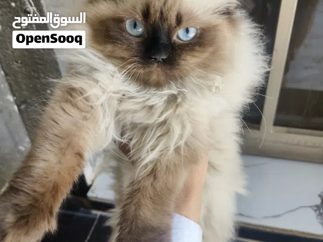 قط اليف منزلي من فصيلة الهملايا