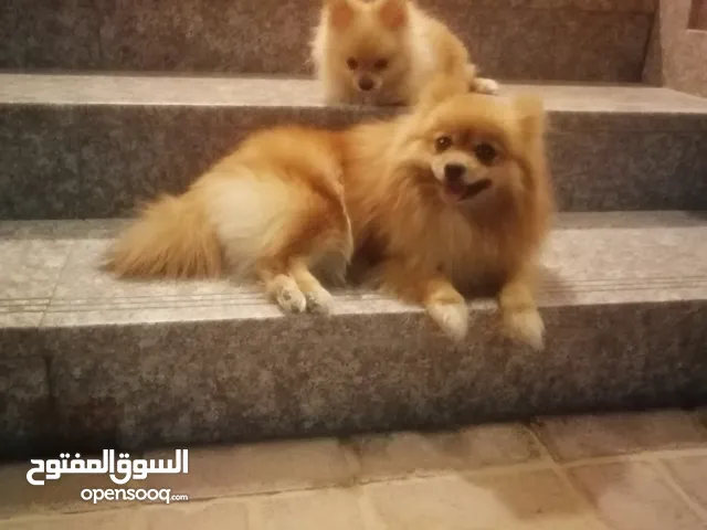 كلاب بميريان