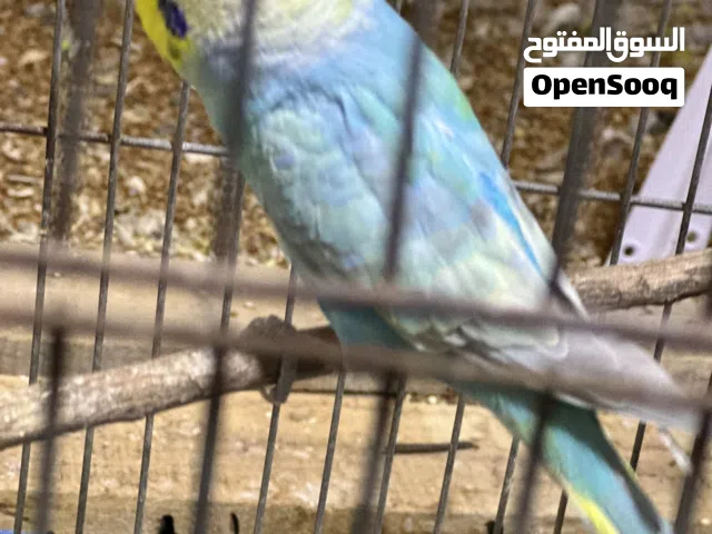 طيور الحب طائر البادجي