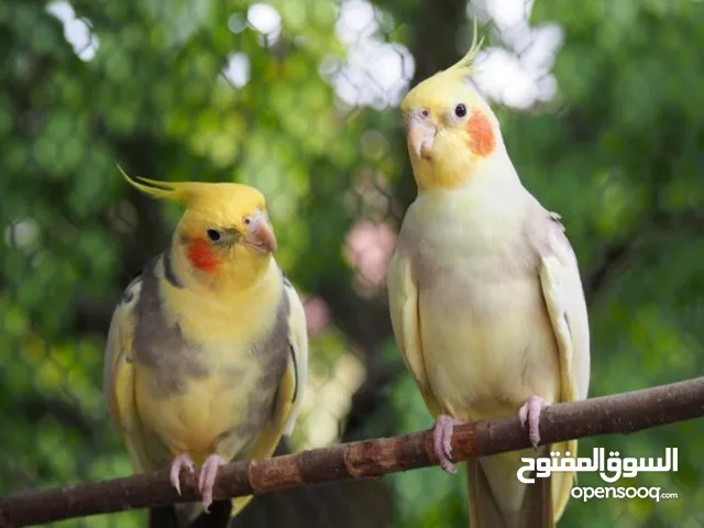 مطلوووووب زوج ببغاء كوكتيل منتج بسعر مناسب