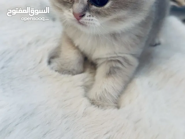 قطه سكوتش فولد