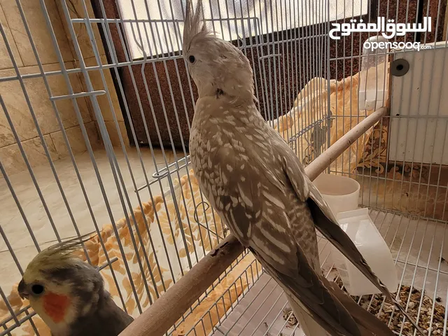 كروان زوج للبيع بالقفص والبيض والكيس