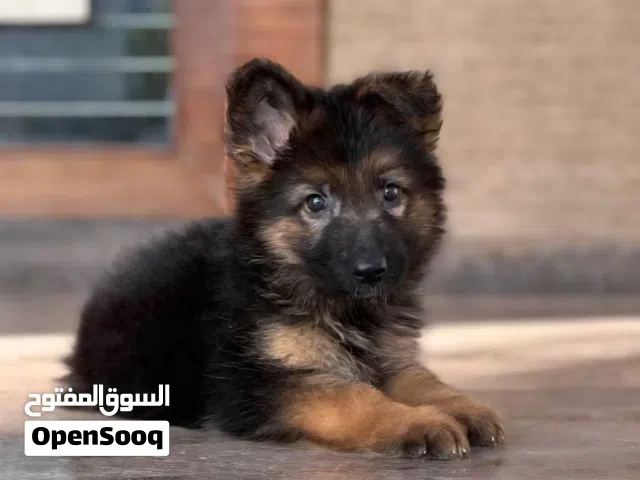 اريد كلبه جيرمان صغيره