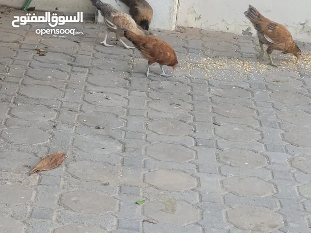 دجاج و ديك محلي فرخ للبيع افضل جودة