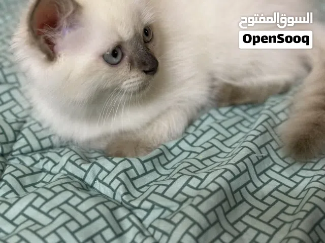 للبيع بسعر معقول مع جميع ملحقاتها