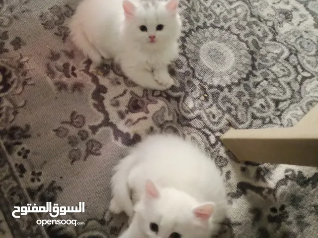 قطط شيرازي للتبني