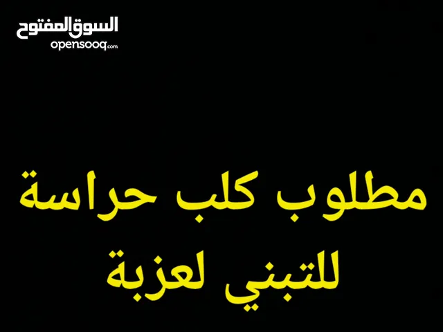 مطلوب كلب حراسة للتبني