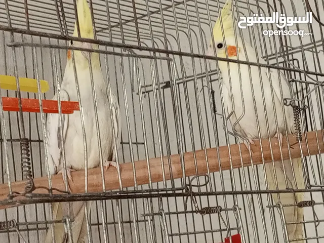 حبتين كوكتيل.   وما بعض..وهاديات مع قفص اربع معالف