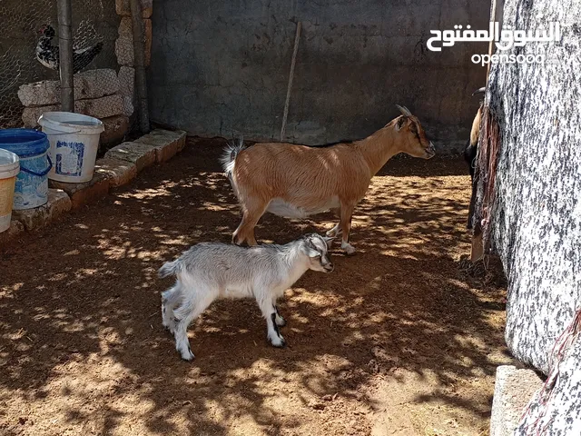 متاح جدي وزوز معزات كرديات والدات مواصفات الله يبارك