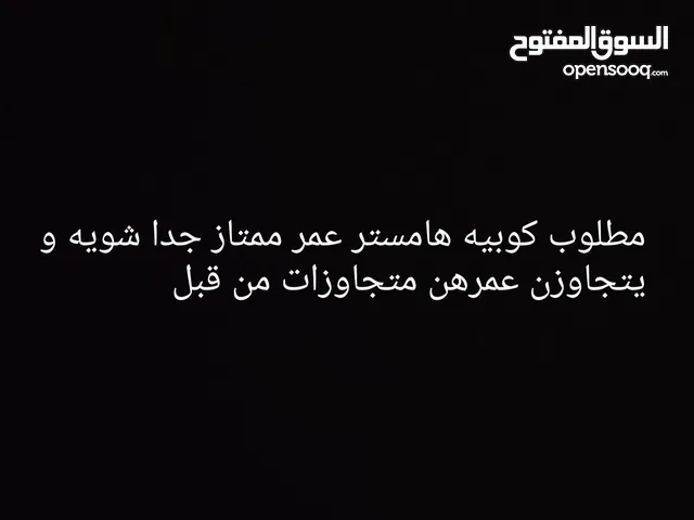طلب كوييه هامستر مستعجل عمر كويس تم التجاوز من قبل وليس مريضات
