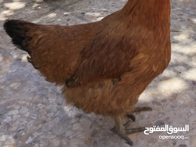 دجاجة عربية بياضة ودجاجة هندية للبيع بحالة جيدة جدا ثنينهم بياضات