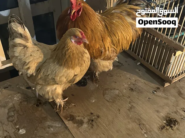 دجاج لبيع زوج