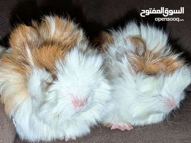 ارنب هندي . ارانب هندية .guinea pig