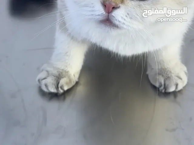 قطط سكوتش فولد للبيع اثنان
