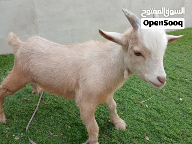 beutyfull  mini goat