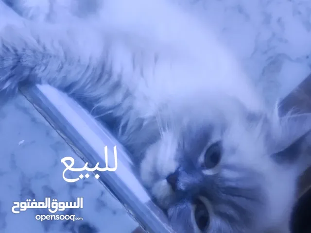 بزونة هملايا