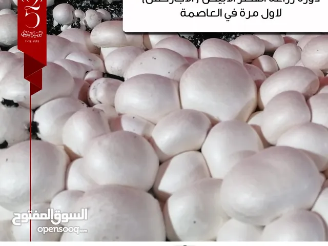Other courses in Amman