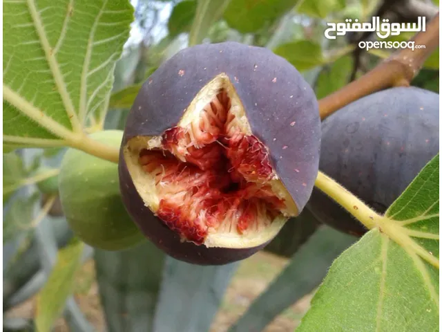 شتلات التين التركي