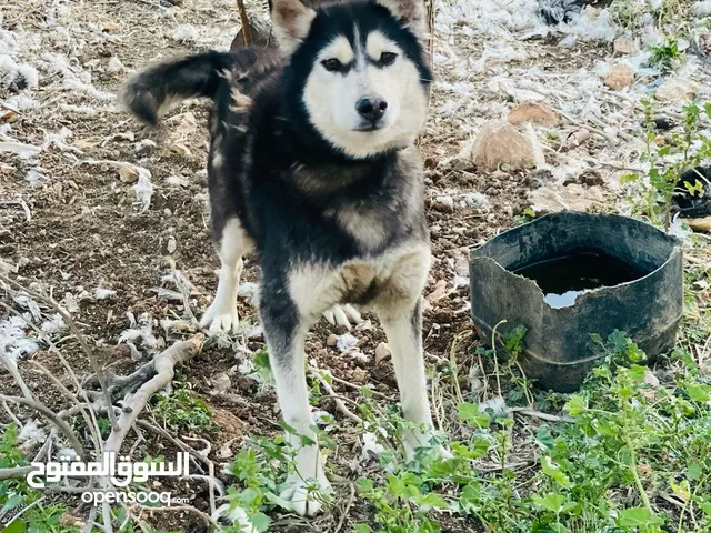 كلاب للبيع