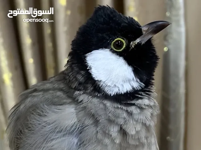 بلبل اليف طينه