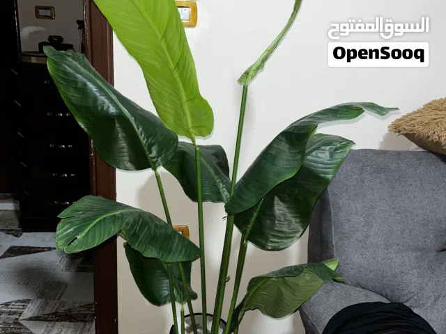 شجرة موز ارتفاعها 180 ورقها جلد للبيع ب 15