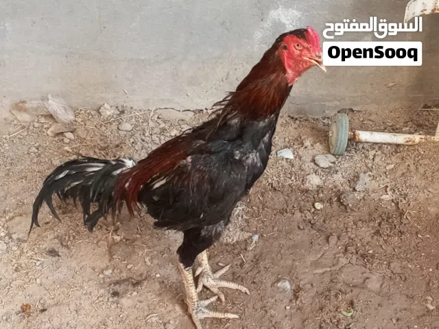 ديك هندي  فحل للبيع