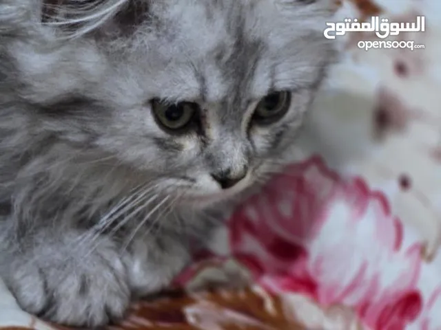 قطط شرازي عمره 4اشهر