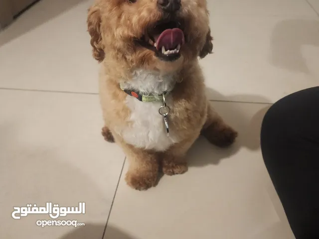 Toy poodle mini 3000 AED