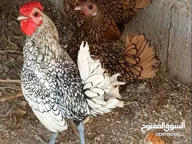 دجاج زينة ـ مصراتة